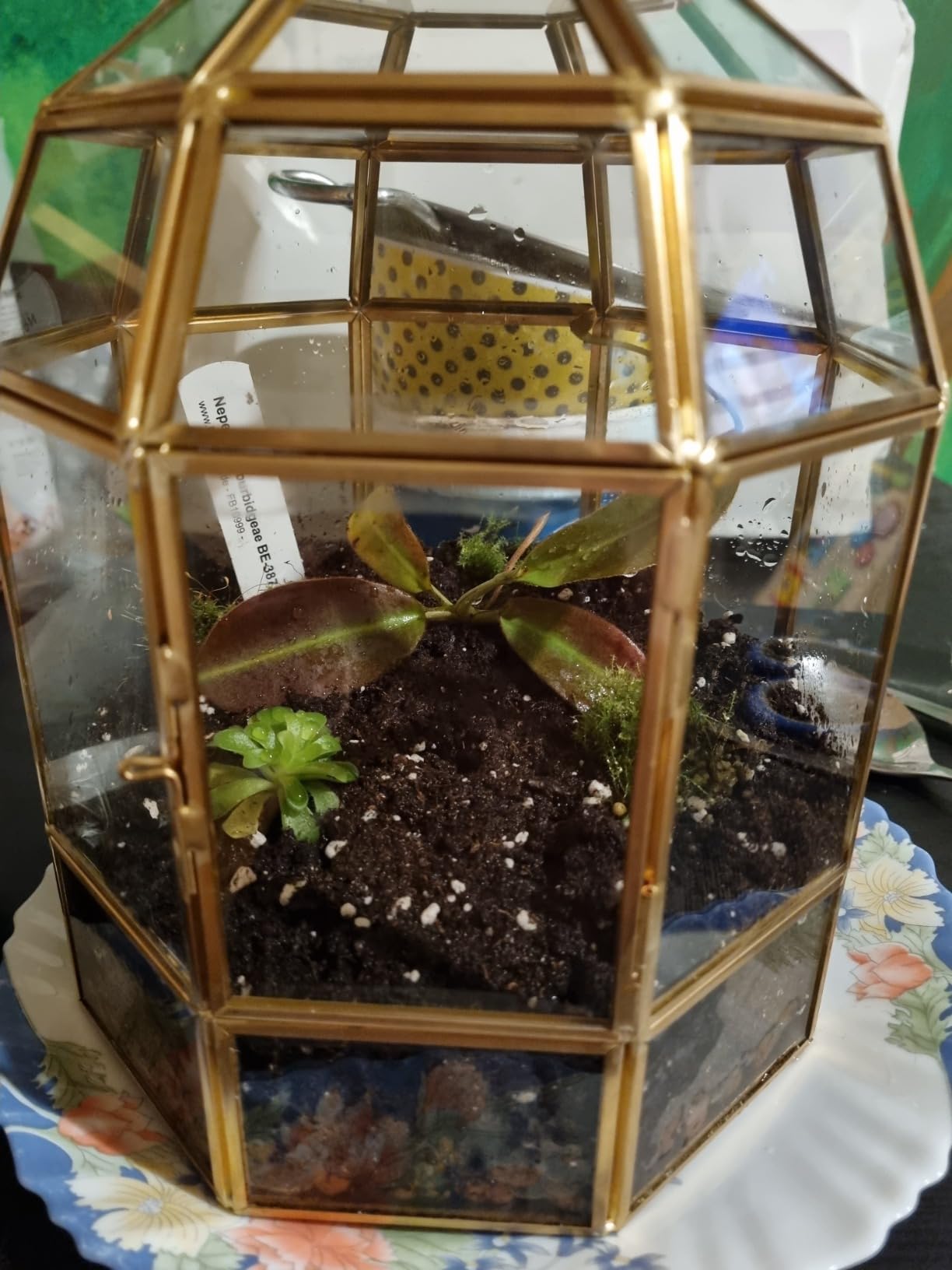 Mini Geometrisches Terrarium Aus Glas - Deko-Kästchen Für Sukkulenten & Teelichter