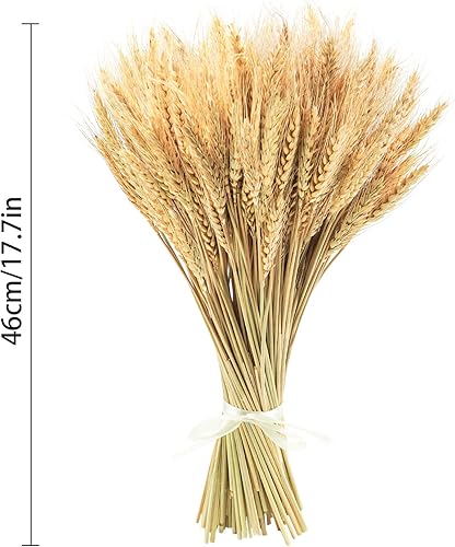 Miniatura 3 de Uieke Tallos de trigo seco de 17.7 pulgadas, 300 tallos de flores secas 100% trigo natural para el hogar, cocina, boda, fiesta, mesa, centro de