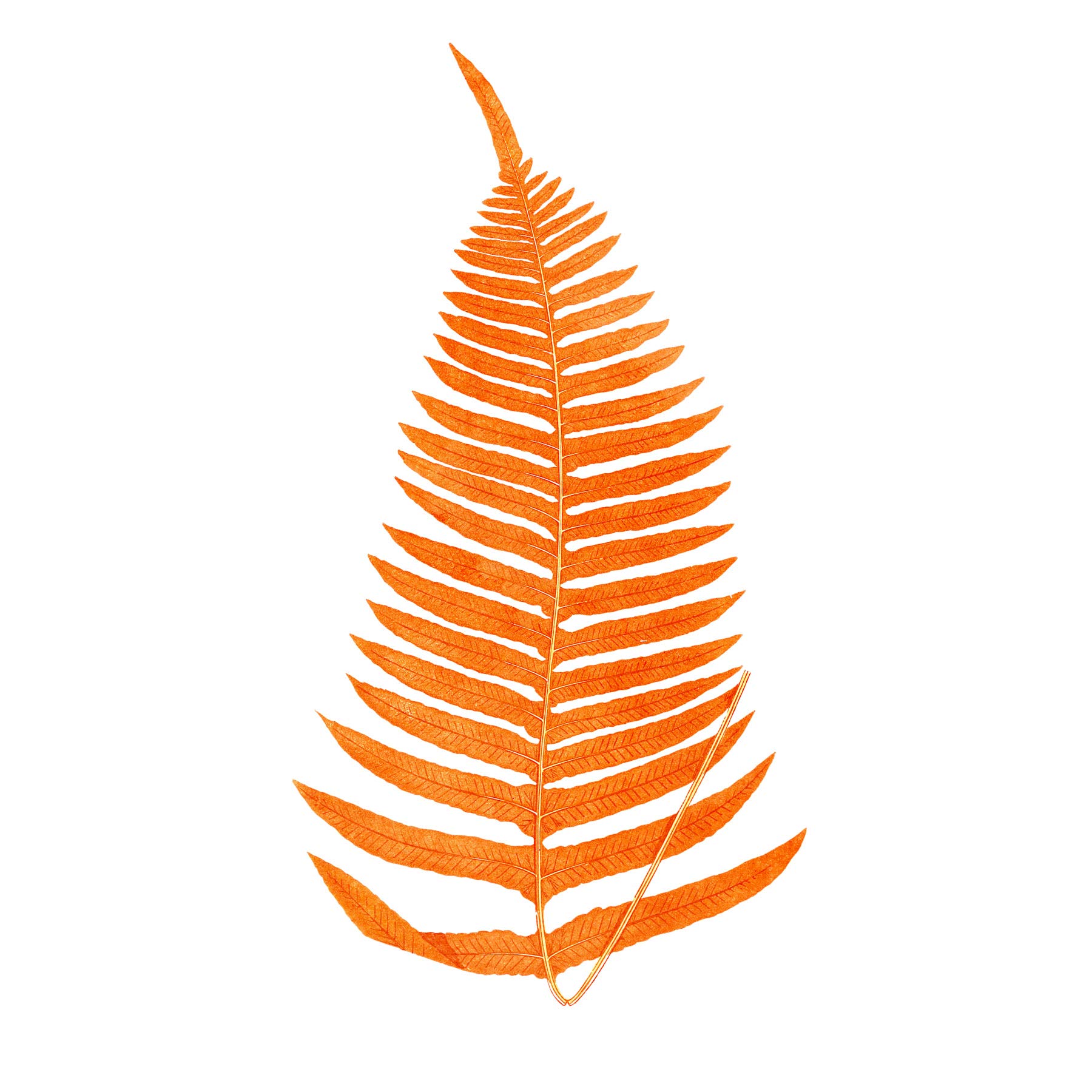 Wee Blue Coo Botanics Red Orange Fern Art Print Poster Wall Decor