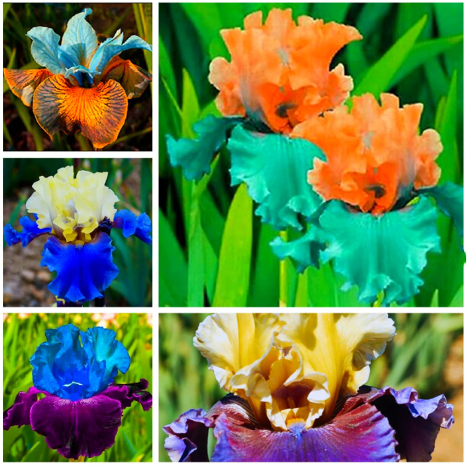 Bearded Iris Bulbs for Planting,Bearded Iris,Bearded Iris Bulbs Mix,Excellent Display,Flowering Rhizome-8bulbs-D
