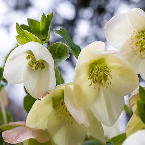 Miniatura 3 de Outsidepride 100 semillas perennes Helleborus Niger Semillas de flores de rosas navideñas para plantar