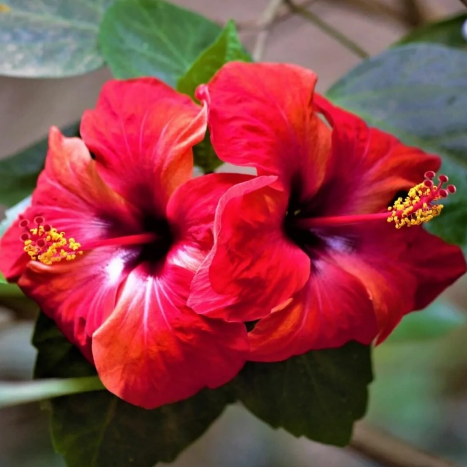 Perennial Hibiscus Bulbs/Hibiscus Plants for Sale/Cut Flowers/Natural Organic/Greening Flower/Wedding Flowers-4 Bulbs-f