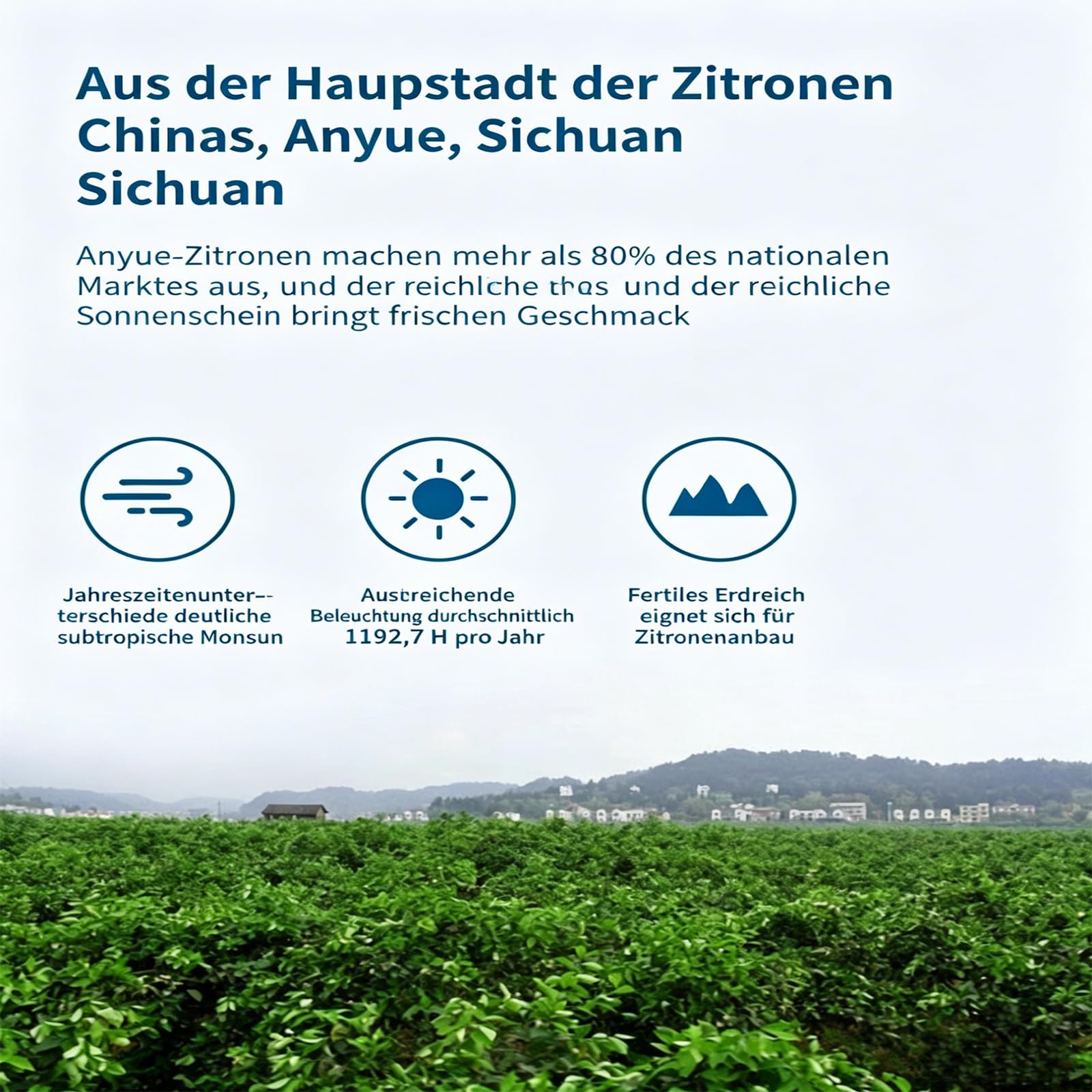TraiHuyan Getrocknete Zitronenscheiben 500g, Natürliche Zitronenräder für Tee, Wasser & Cocktails, Essbare Getränke-Garnitur & Backzutat, Ungezuckert & Ohne Zusätze