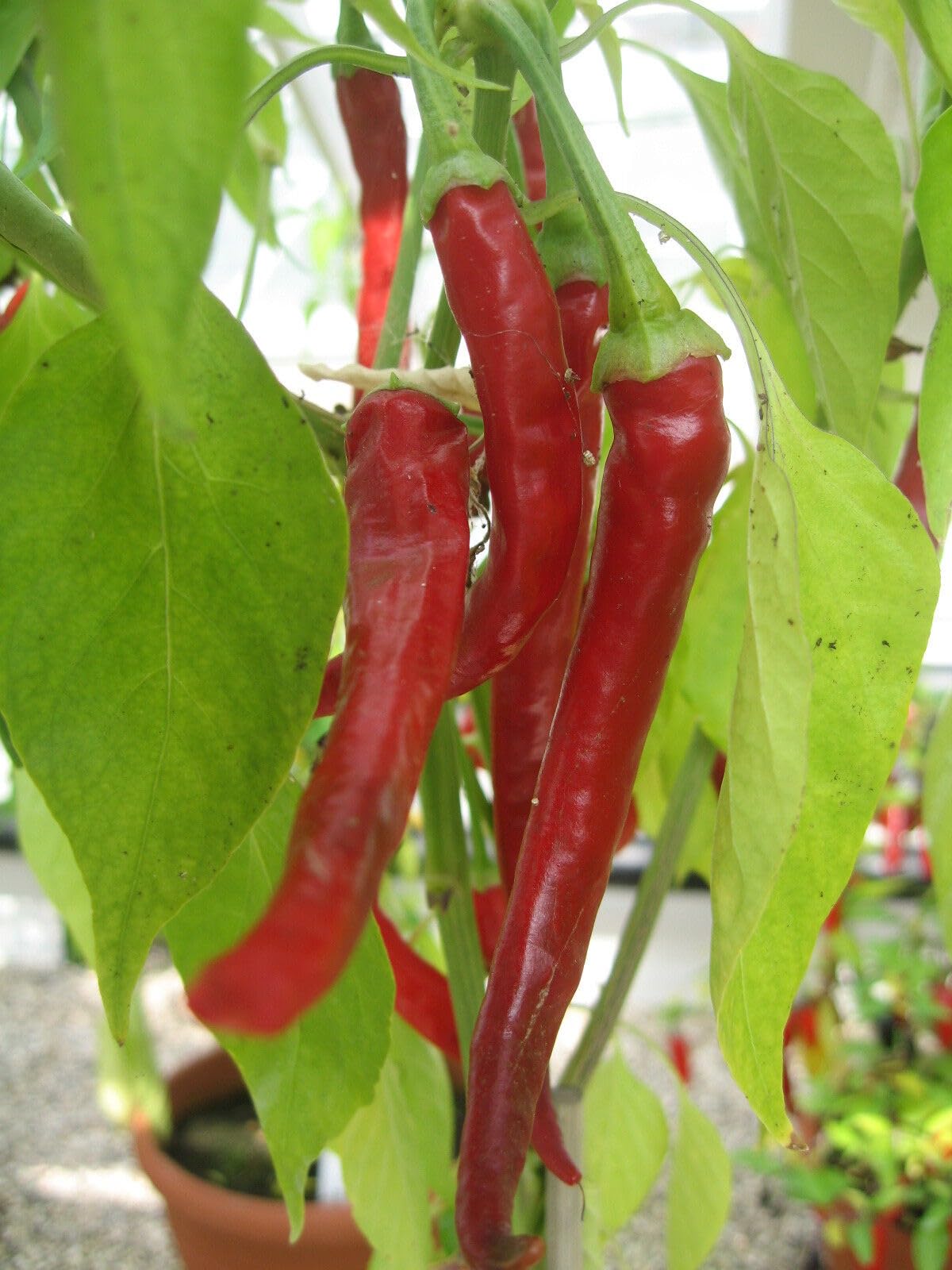 Buy4Seeds HOT Chilli Pepper Cayenne Long Slim 40 Finest Seeds Easy to Grow and Useful for Gifts