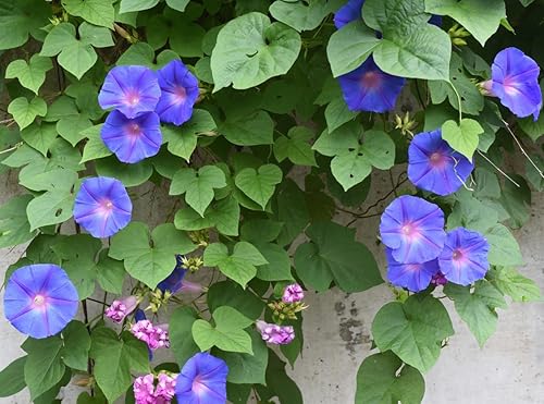 Miniatura 2 de Mezcla de semillas de vid trepadoras azules, moradas, blancas, rosas que florecen por la mañana