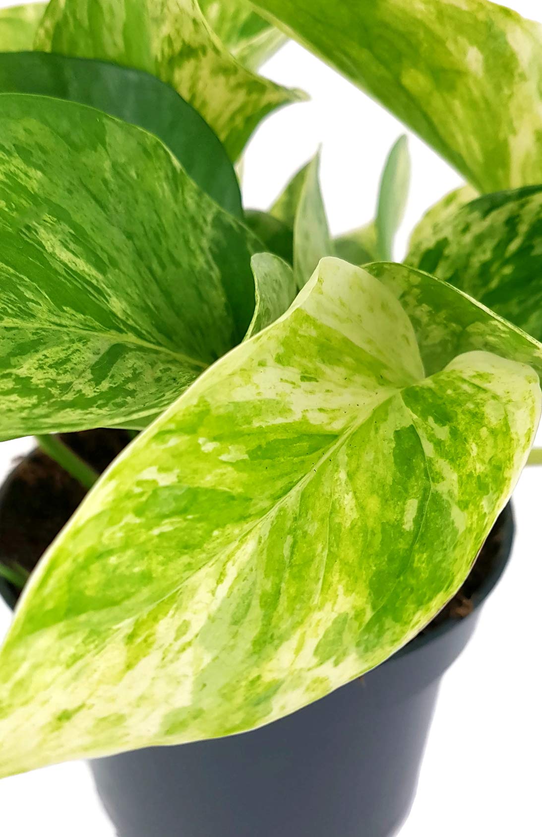 Fangblatt - Epipremnum pinnatum "Marble Queen" - gefleckte Efeutute im  12  cm Topf - wundervolle Grnpflanze fr Ihre Wohnung : Amazon.de: Garten