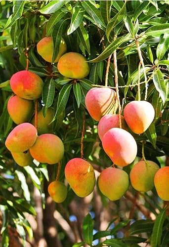 Miniatura 44 de Lavitali, Bolsas de té de diente de león | 120 bolsas, té de hierbas 100% puro | Sin cafeína, bolsa de filtro ecológica | Infusión botánica natural,