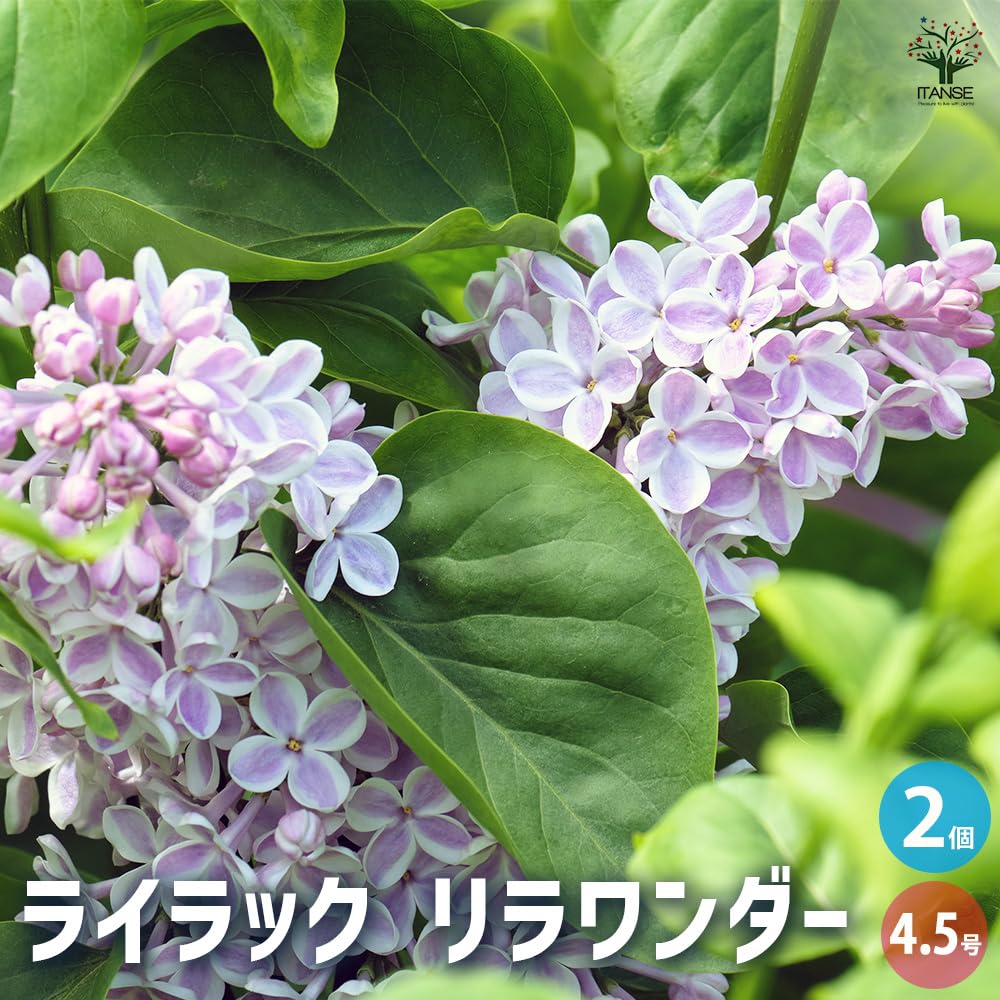 ライラック苗　確認用 Amazon.co.jp: ITANSE ライラック リラワンダー 4.5号 2個セット