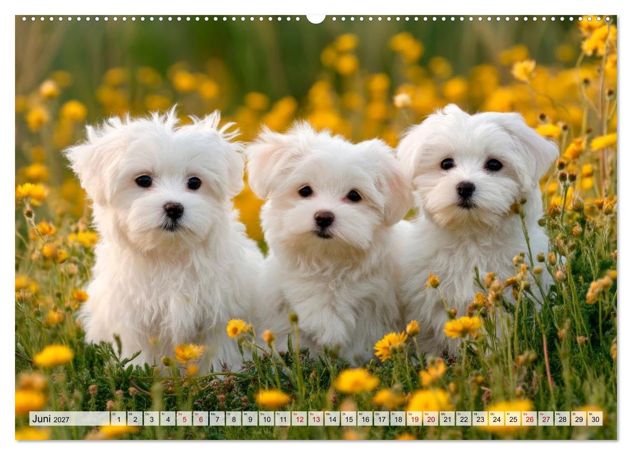 CALVENDO · Malteser - Hunde mit Herz und Charme (Kalender 2027) | DIN A2 Querformat · Wandkalender · Momente voller Anmut und Freude erleben