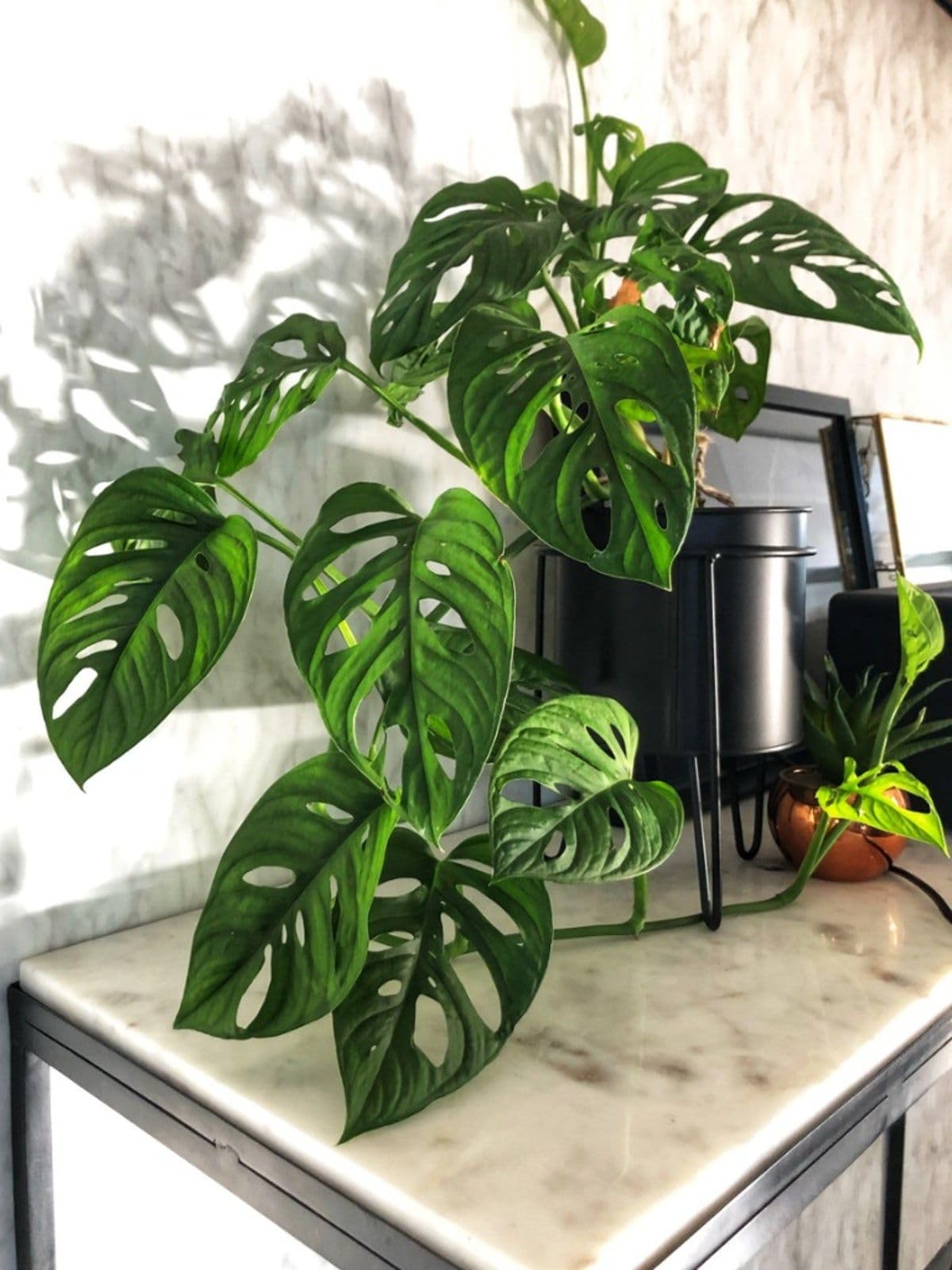 BeGrin Broken Heart Live Plant Philodendron Monstera Swiss Cheese Vine Monstera deliciosa Monstera Adansonii Fruit Salad Plant Indoor Plant with Pot (B0D6WFXKXZ) Amazon Price History, Amazon Price Tracker