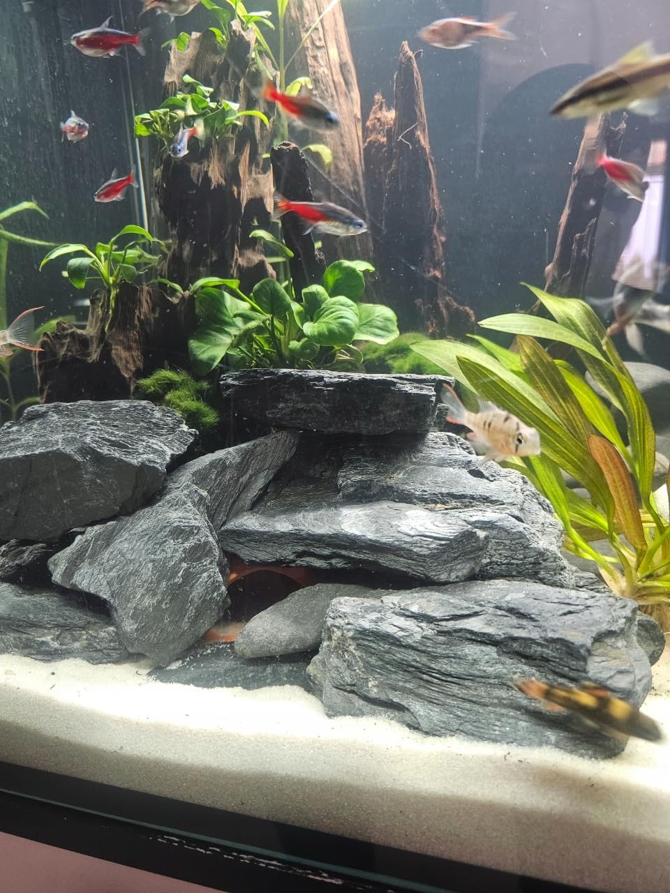 Schiefer Aquarium Steine Schwarz 24 kg Aquascaping Deko Holzoptik