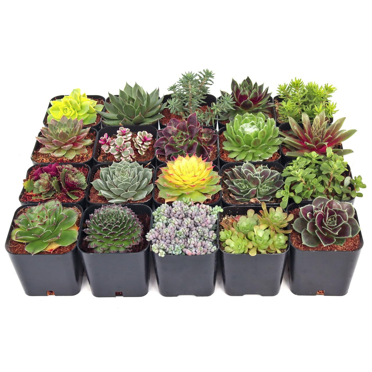 Mountain Crest Gardens Hardy Succulent Variety Pack