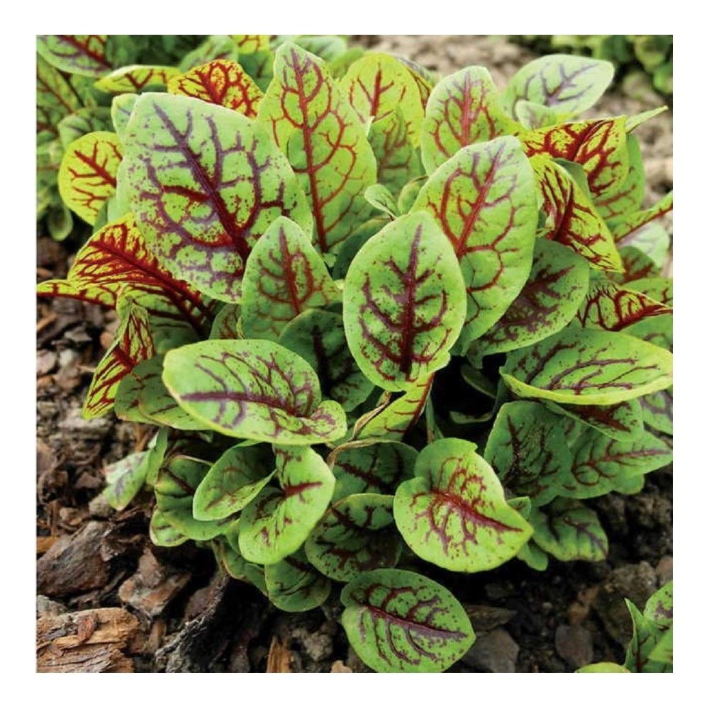 PREMIER SEEDS DIRECT - Sorrel Seeds - RED VEINED (12 Grams)