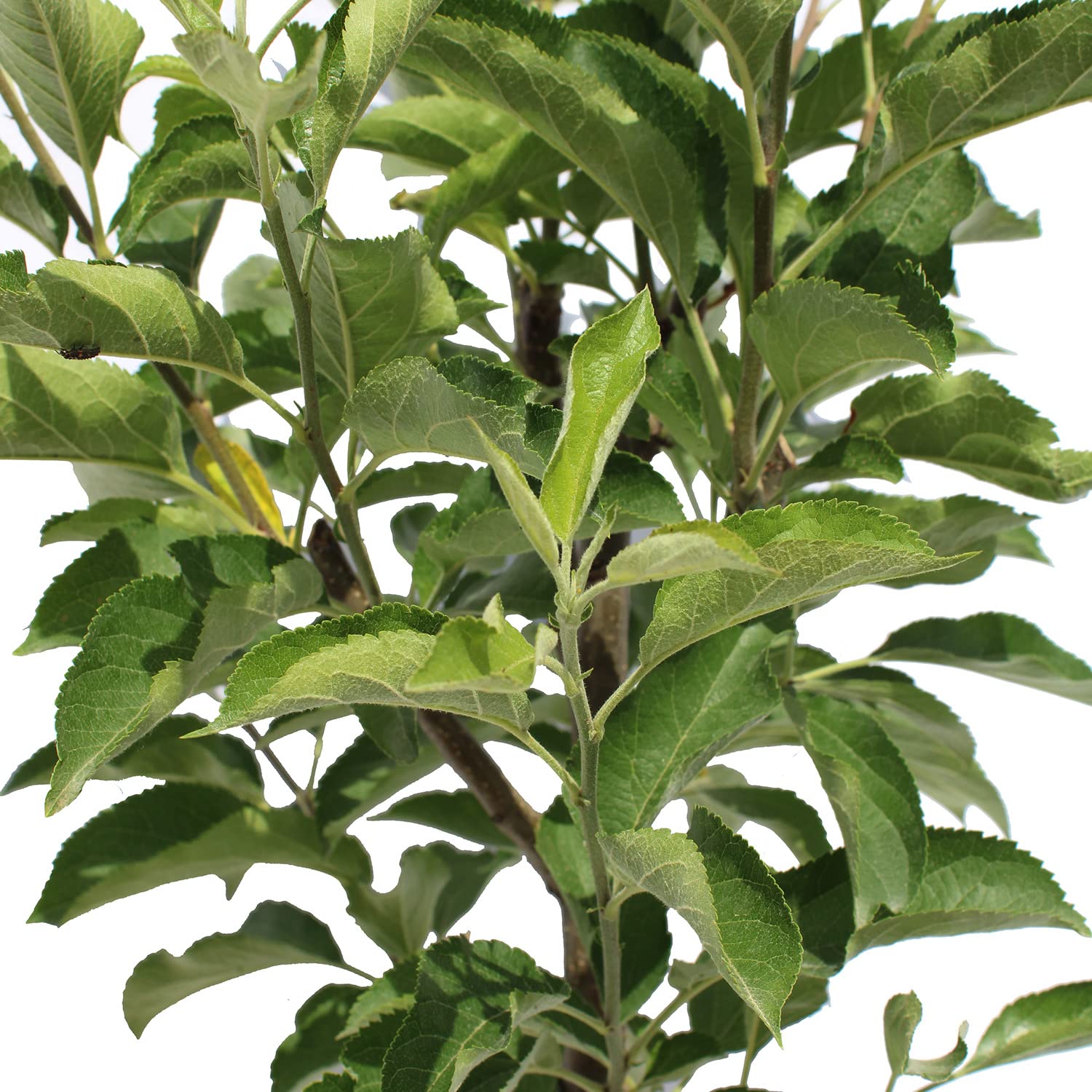 KENTIS – Apfelbaum Golden Delicious – Malus Domestica – Apfel Pflanzen – Echte Outdoor Pflanzen – Garten Obstbaum – Obstpflanzen – Topf Ø 24 cm