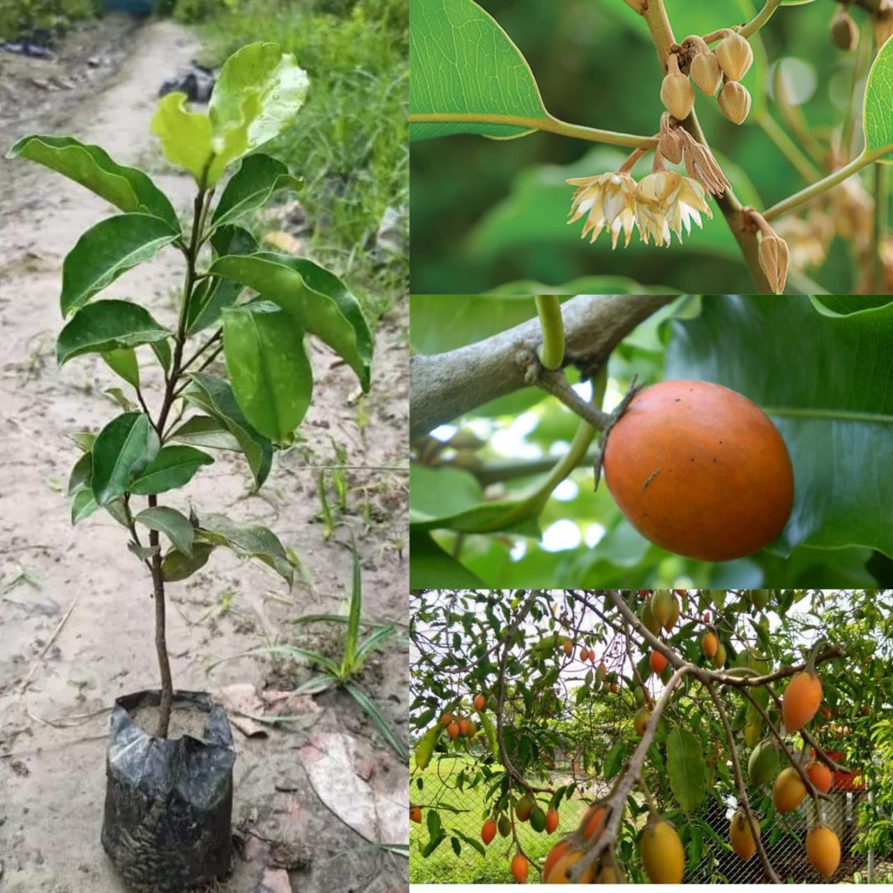 Golden Bloom Bakul Flower plant Spanish Cherry Live Plant Mimusops Maulsari Elanji Live Plant (1-1.5 FT) (B0CQ2Z9CP7) Amazon Price History, Amazon Price Tracker