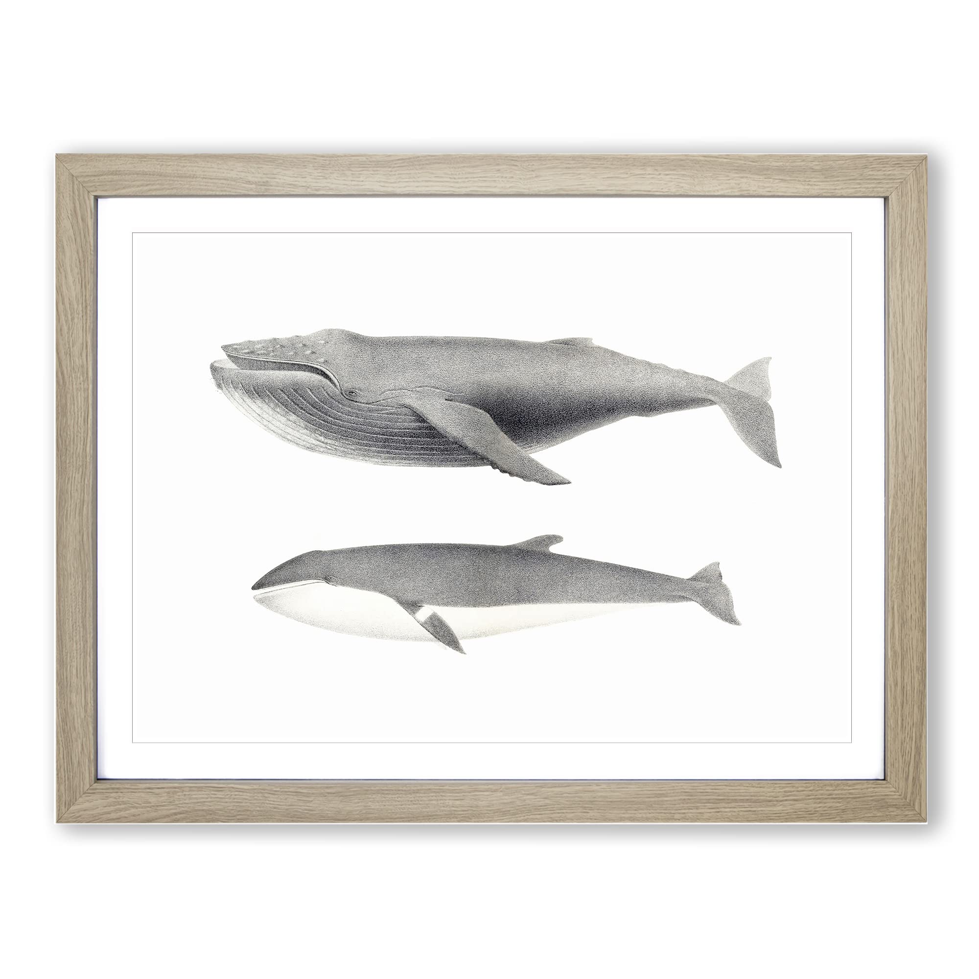 Humpback & Minke Whale By C.M. Scammon Vintage Framed Print, Oak, A3 (46 x 34 cm)
