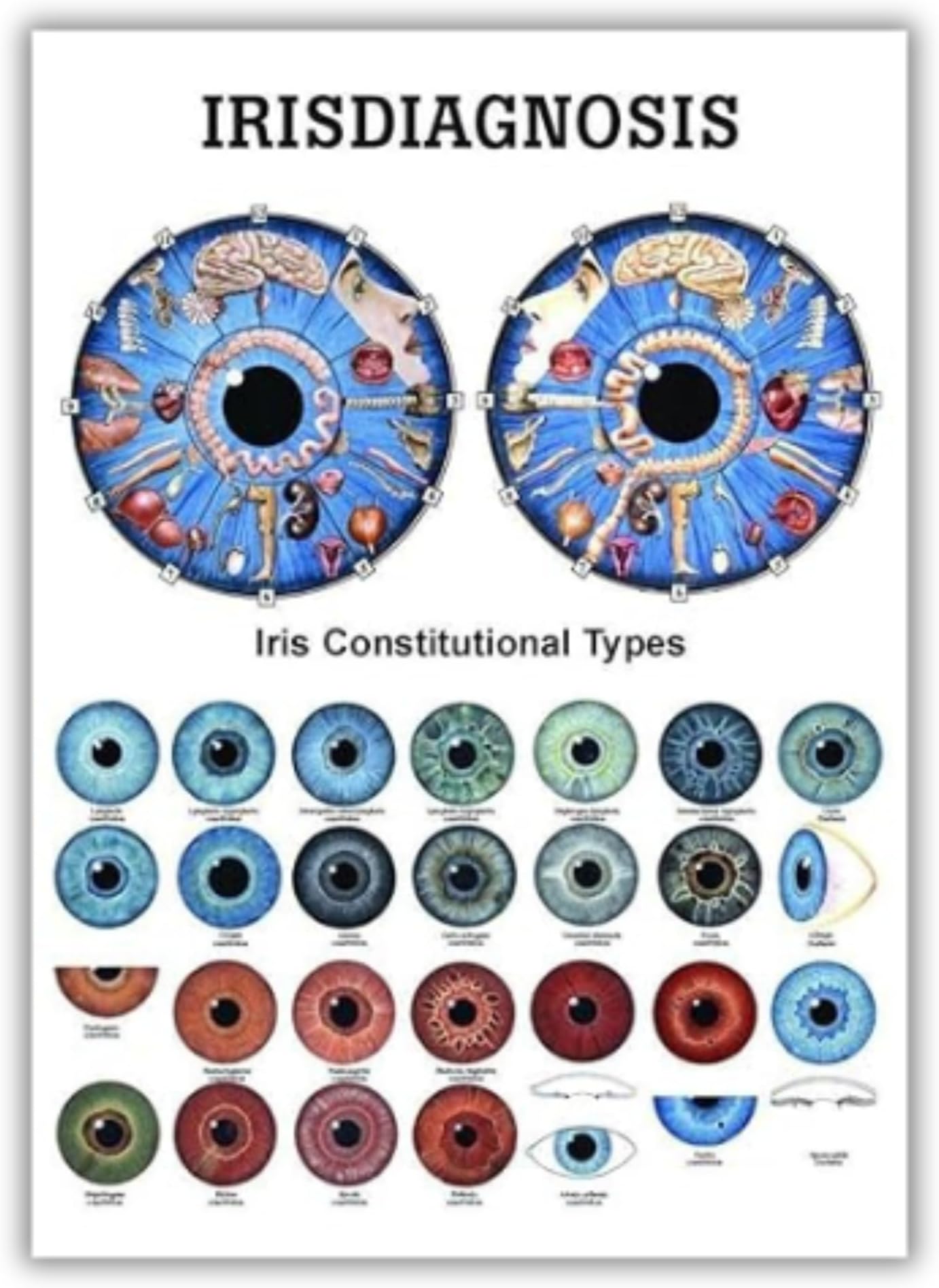 PO26E Iridology Laminated Chart