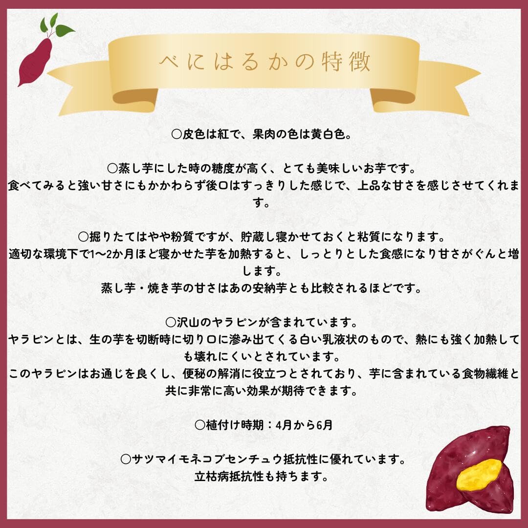 Amazon.co.jp: サツマイモ苗 紅はるか PVP 切苗 / 2026年販売 (1000本