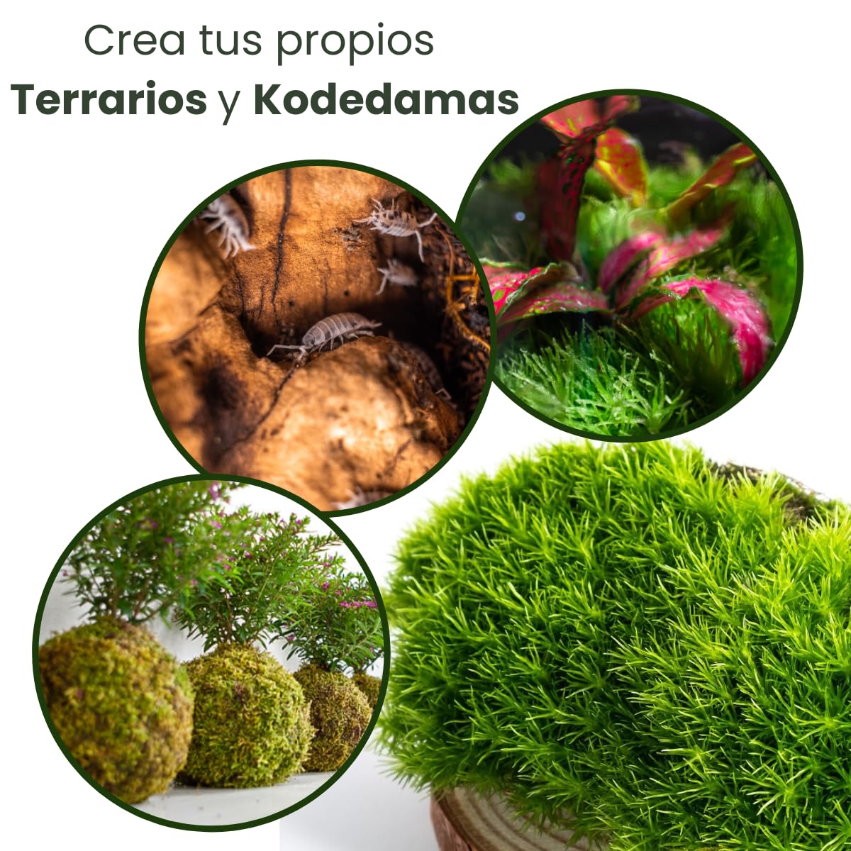 Musgo Natural Vivo Para Terrario, Plantas, Ecosistema, Bonsáis Naturales De Interior, Reptiles, Tortugas De Tierra, Belenes - Caja Musgo Premium (1/4 Box 20x15cm)