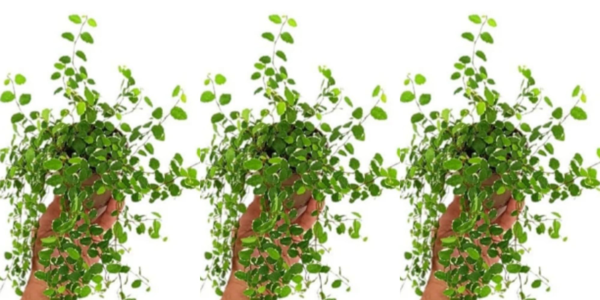 Pack de 3 Plantas Ficus Pumila White, 15-20 cm. Planta trepadora de interior con hojas verdes y bordes blancos, decorativa. Segura Garden.