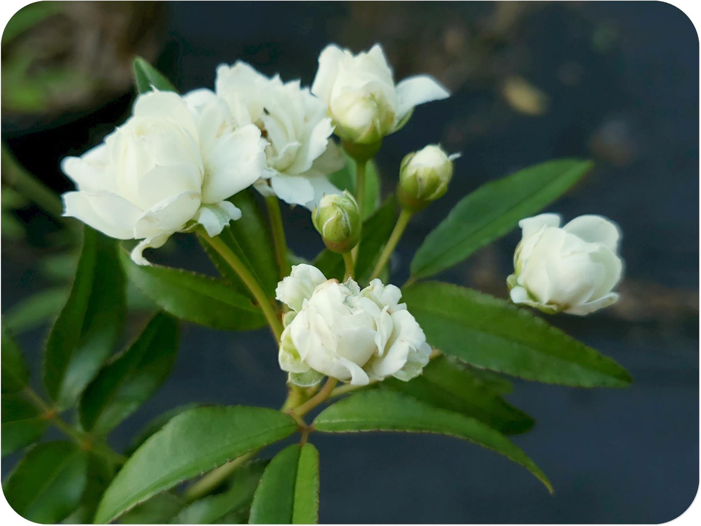 Amazon.com : BRECK'S - Arctic Blue Dormant Bare Root Floribunda Rose ...