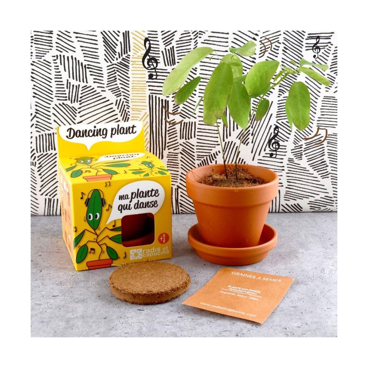 Radis et Capucine Pot avec coupelle Plante qui danse 8 cm