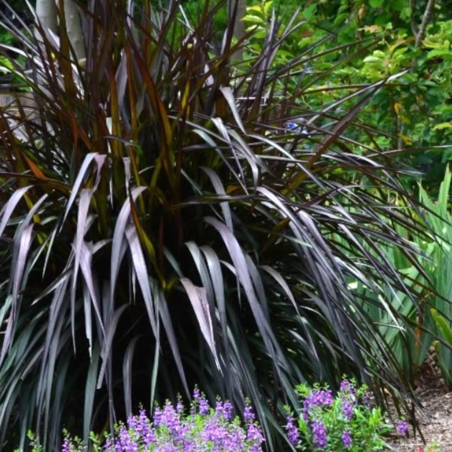 Pack 2 Fountain Grass Plants Live, Ornamental Grasses Live Plants Perennial Potted Plants Ready to Grow, 5-9 Inch Height (Black Fountain Grass)