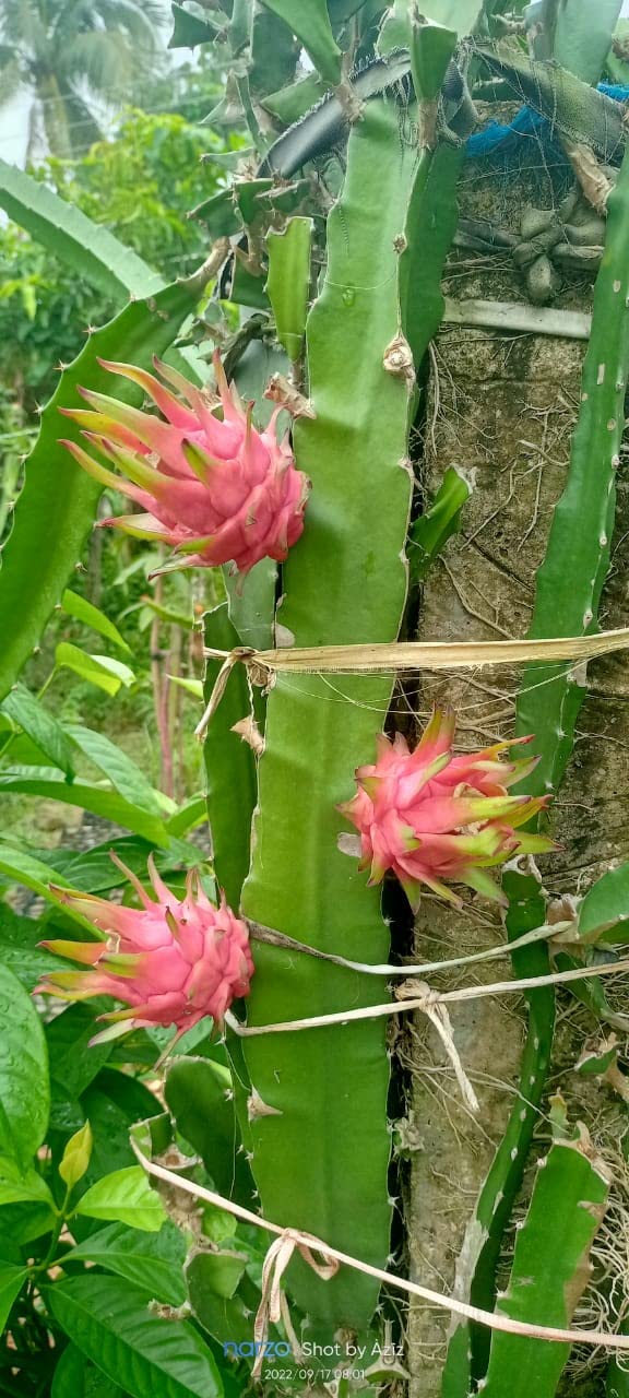 Aziz Gazi Nursery - Dragon Fruit Plant | Live Red Flesh Dragon Plant | Dragon fruit Plant with polybag (Plant Height - 8 To 10 Inc) (B0BGCKKQS8) Amazon Price History, Amazon Price Tracker