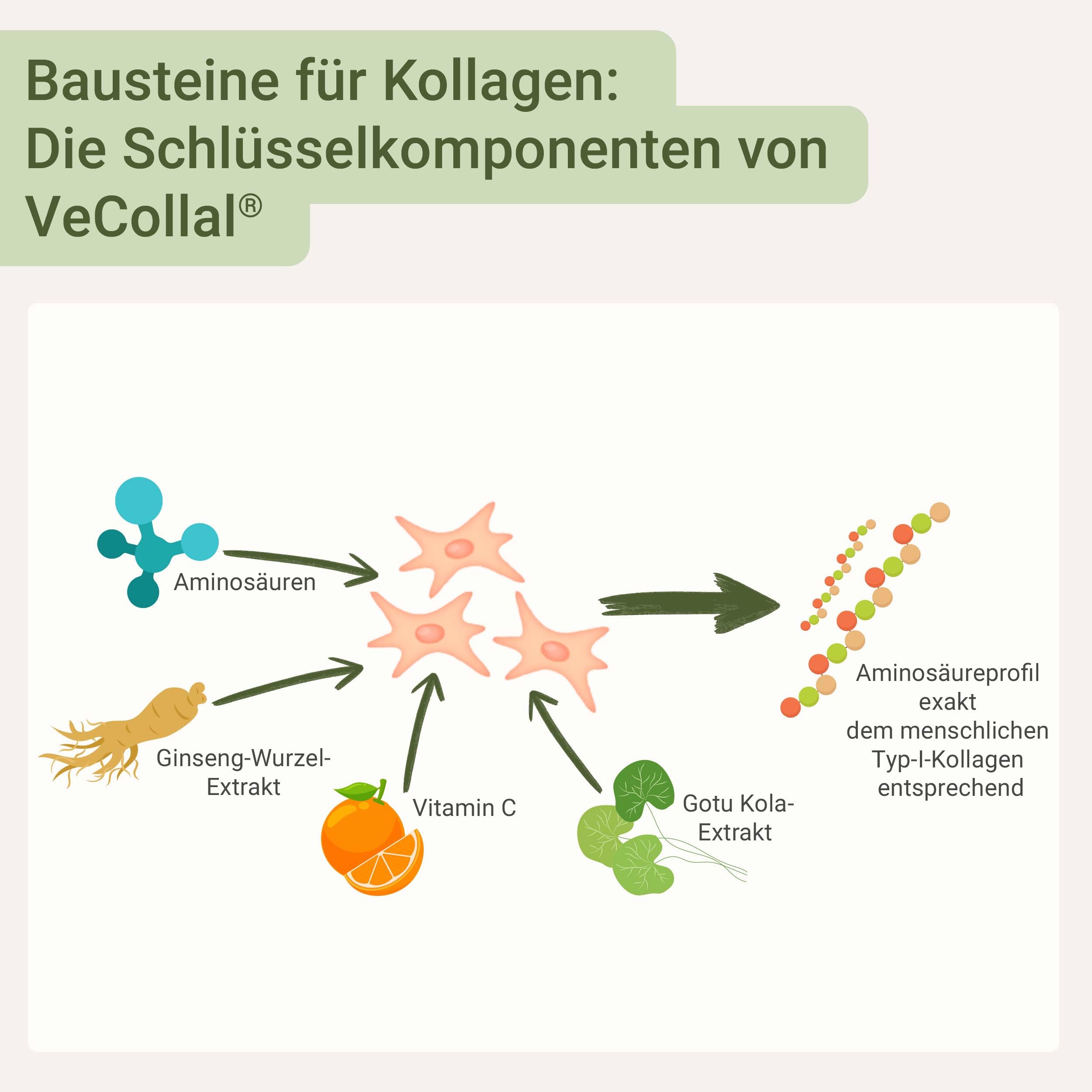 for you vegan collagen Pulver Waldfrucht + Hyaluronsäure Doppelpack - Enthält vegane Typ-1-Kollagenalternative VeCollal®, ohne Zucker, mit Biotin, Vitamin C, Zink & Silizium – für Haut, Haare & Nägel