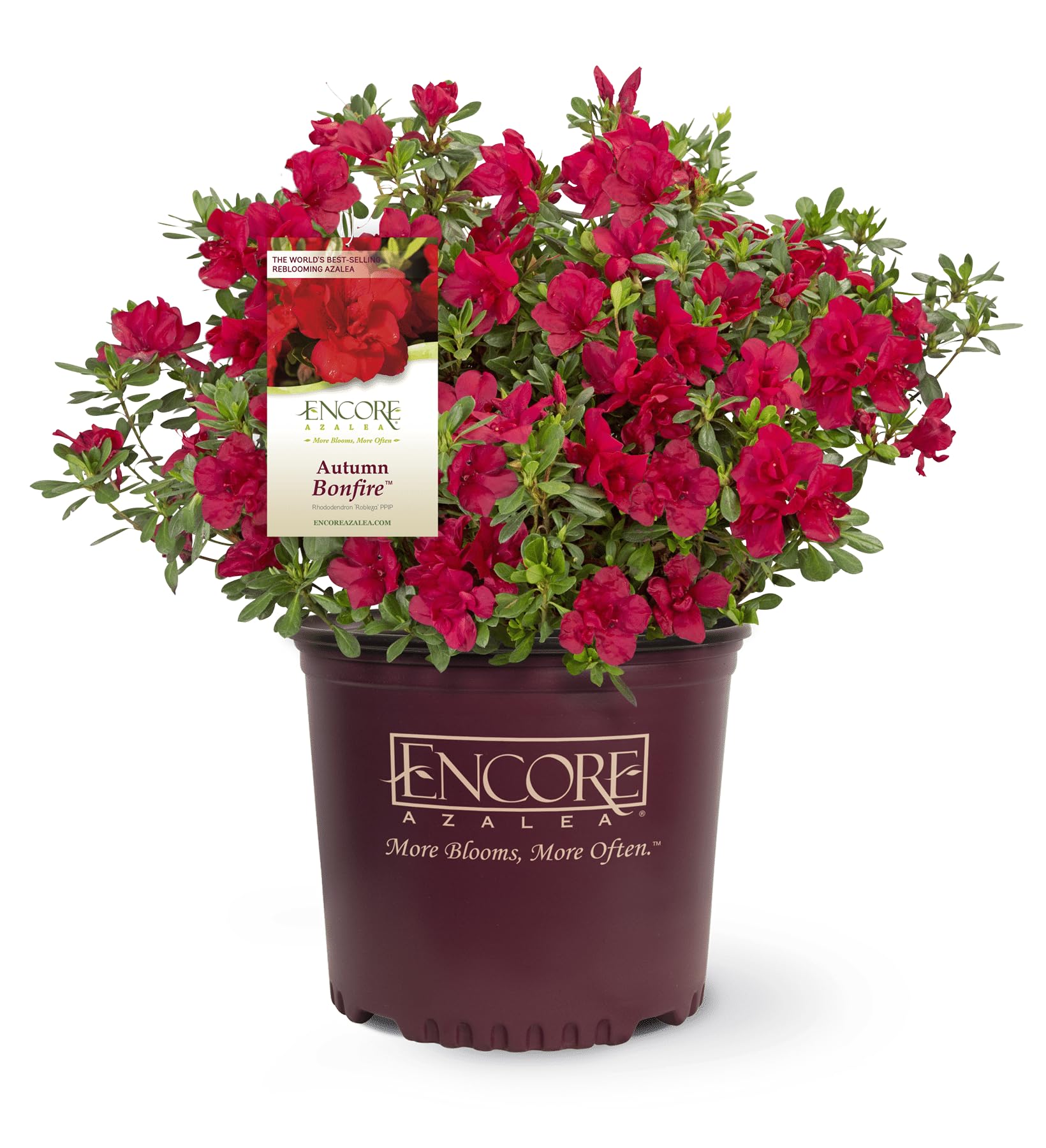 Perfect Plants Encore Azalea Autumn Bonfire