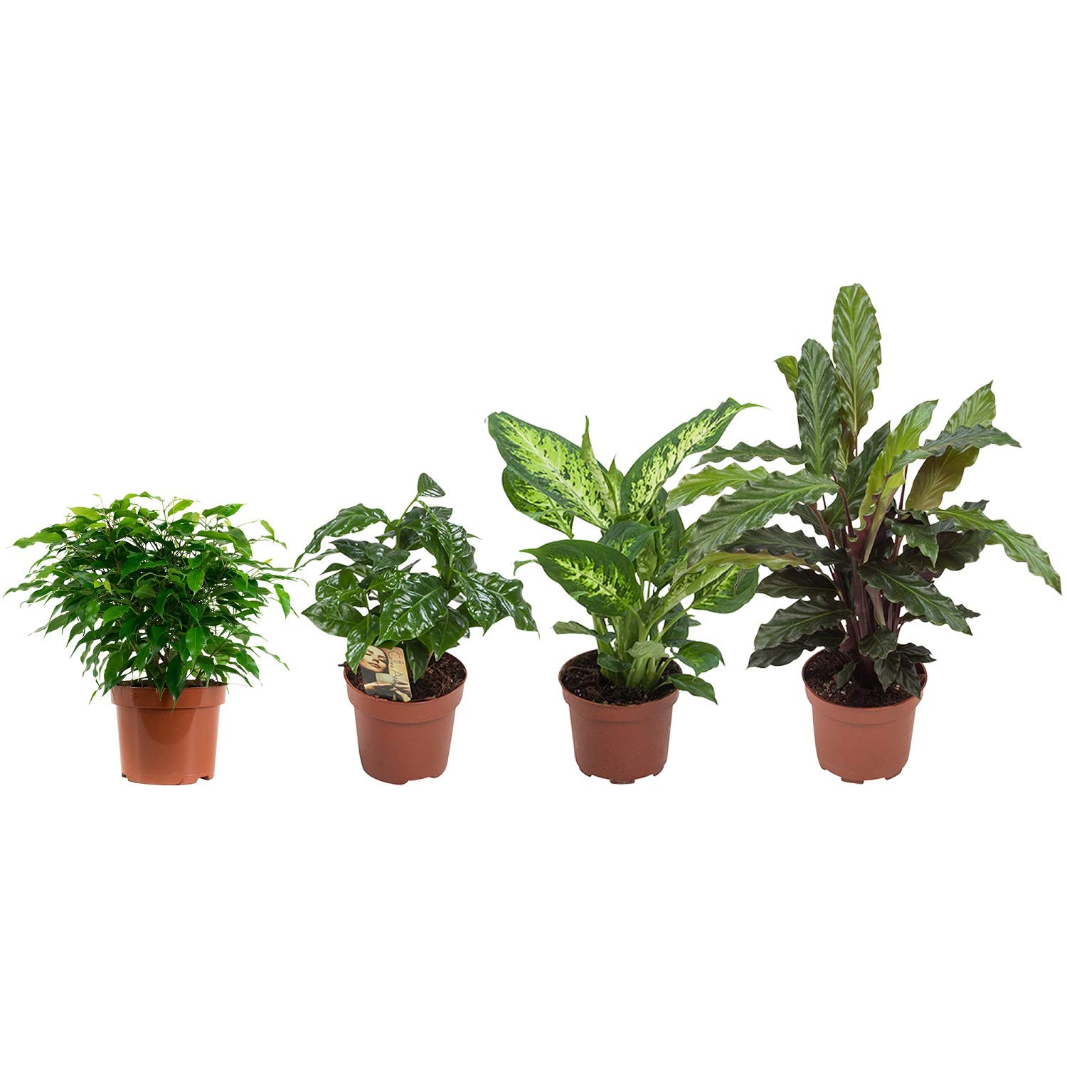 Mix (Ficus, Dieffenbachia compacta Calathea | 4 Pflanzen | Zimmerpflanzen |  25 cm | Pot 12cm | Einfache Wartung : Amazon.de: Garten