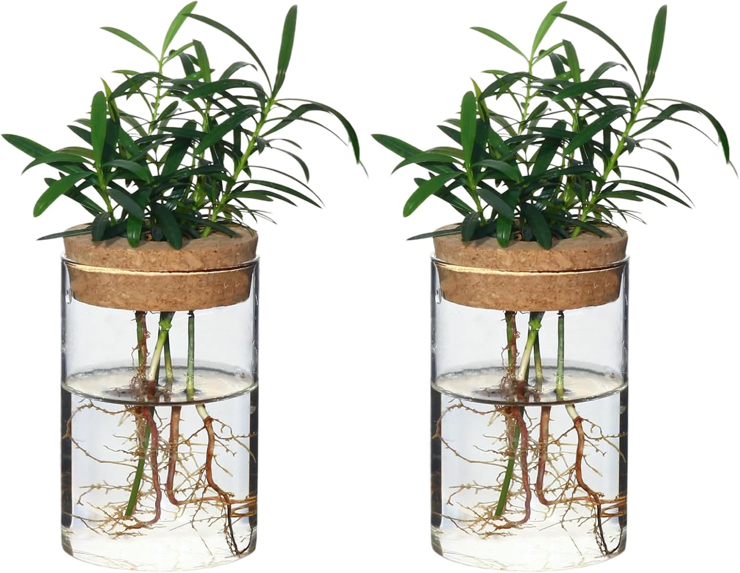 wangsdjy Glass Flower Vases Propagation Stations - Hydroponic Plant Holders, Nordic Desktop Decor for Bedroom Living Room (Set of 2)