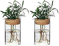 wangsdjy Glass Flower Vases Propagation Stations - Hydroponic Plant Holders, Nordic Desktop Decor for Bedroom Living Room (Set of 2)
