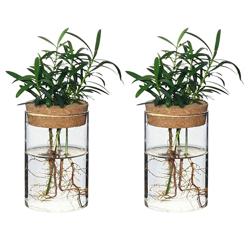Separated Desktop Glass Flower Vases - Ideal Plants Propagation Stations