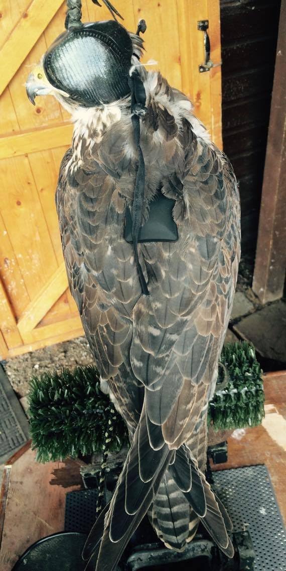 NEW Falconry GPS Telemetry system