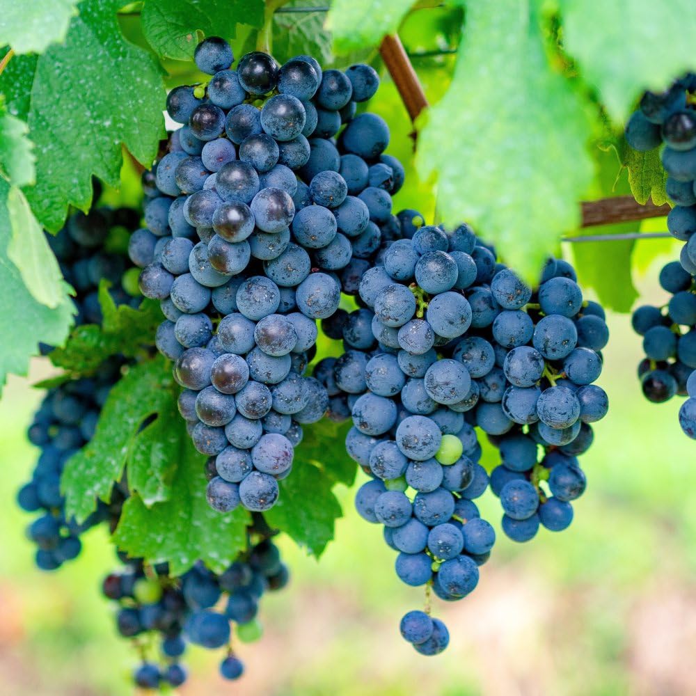 Grape 'Merlot' - French Wine Grape for Plummy Claret and Red Juice 3 Litre Pot x 1 by Thompson & Morgan