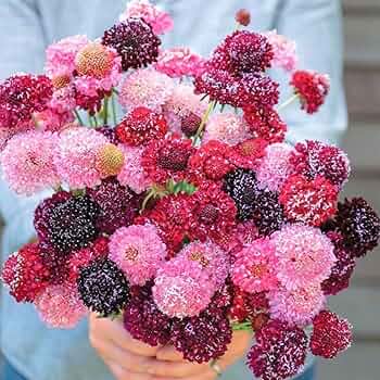 スカビオサと緑萌えるリース＊ドライフラワー◎20センチ スカビオサと緑萌えるリース＊ドライフラワー◎20センチ