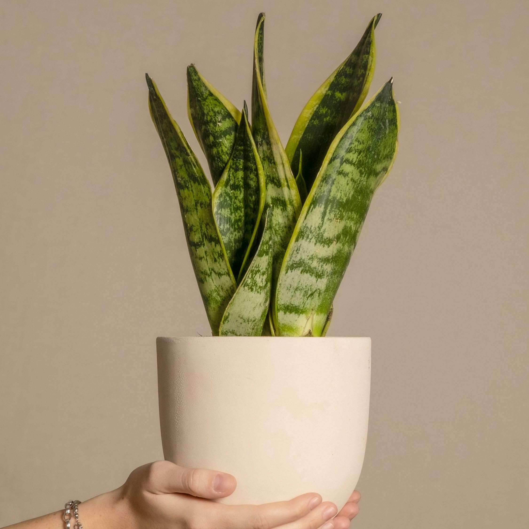 Plant in a Box - Sansevieria trifasciata 'Futura Superba' - Set di 4 - Lingua di suocera - Vaso 12cm - Altezza 35-40cm