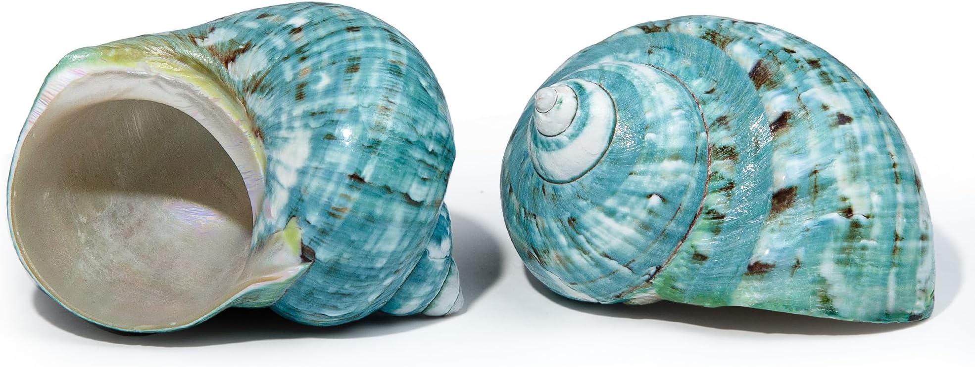 SINKOO Large Conch Shell 2PCS 4"-4.5" Natural Seashells for Hermit Crab Fish Tank Wedding Decor Beach Theme Party, Home Decorations,DIY Crafts