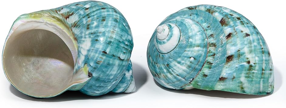 SINKOO Large Conch Shell 2PCS 4"-4.5" Natural Seashells for Hermit Crab Fish Tank Wedding Decor Beach Theme Party, Home Decorations,DIY Crafts