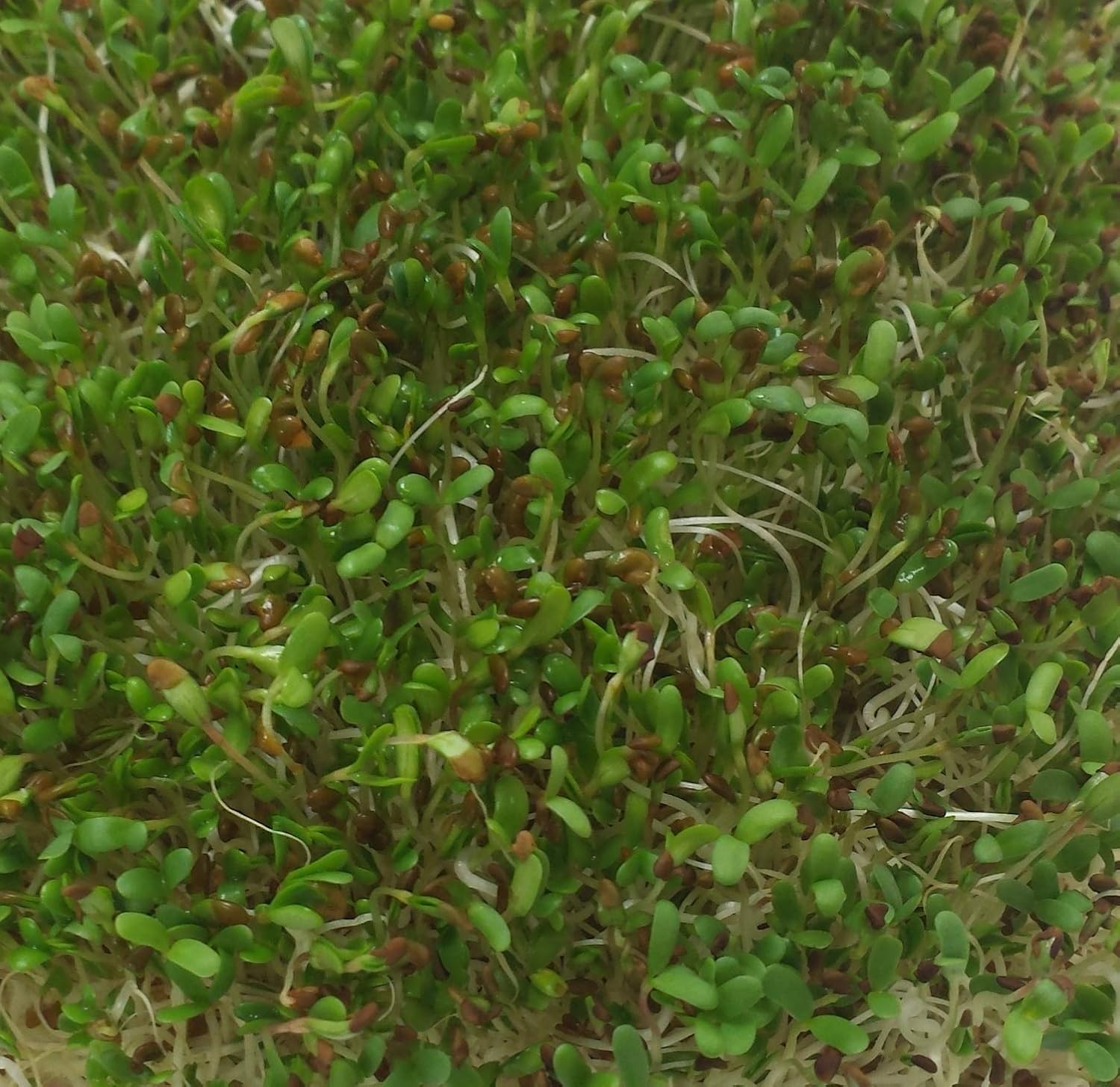 Alfalfa Sprouts from Sun Garden Sprouts - USDA Organic Seeds (6 oz.) : Patio, Lawn & Garden