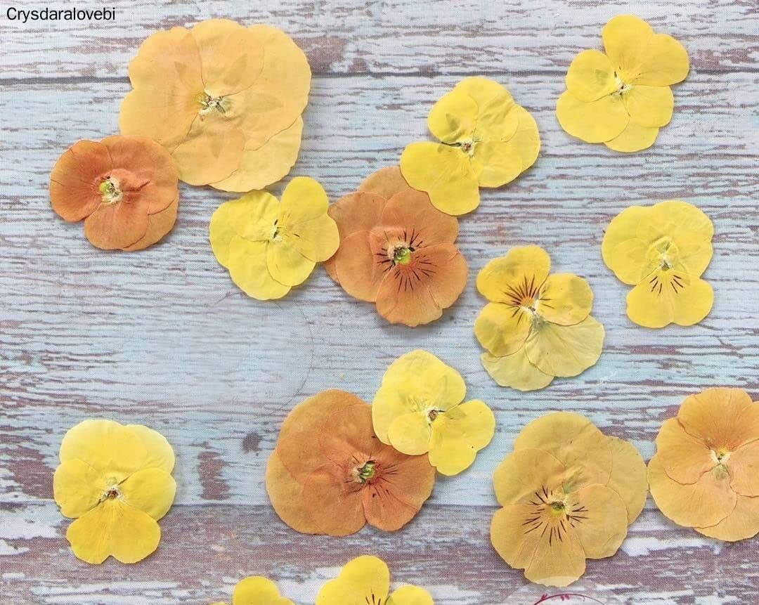Natürliche Getrocknete Blumen Pflanzen DIY Schmuck Handwerk Hauptdekorationen,120 stücke Gepresste Getrocknete Viola Tricolor L. Blume Pflanzen Herbarium für Postkarte Lesezeichen Telefon Fall Machen