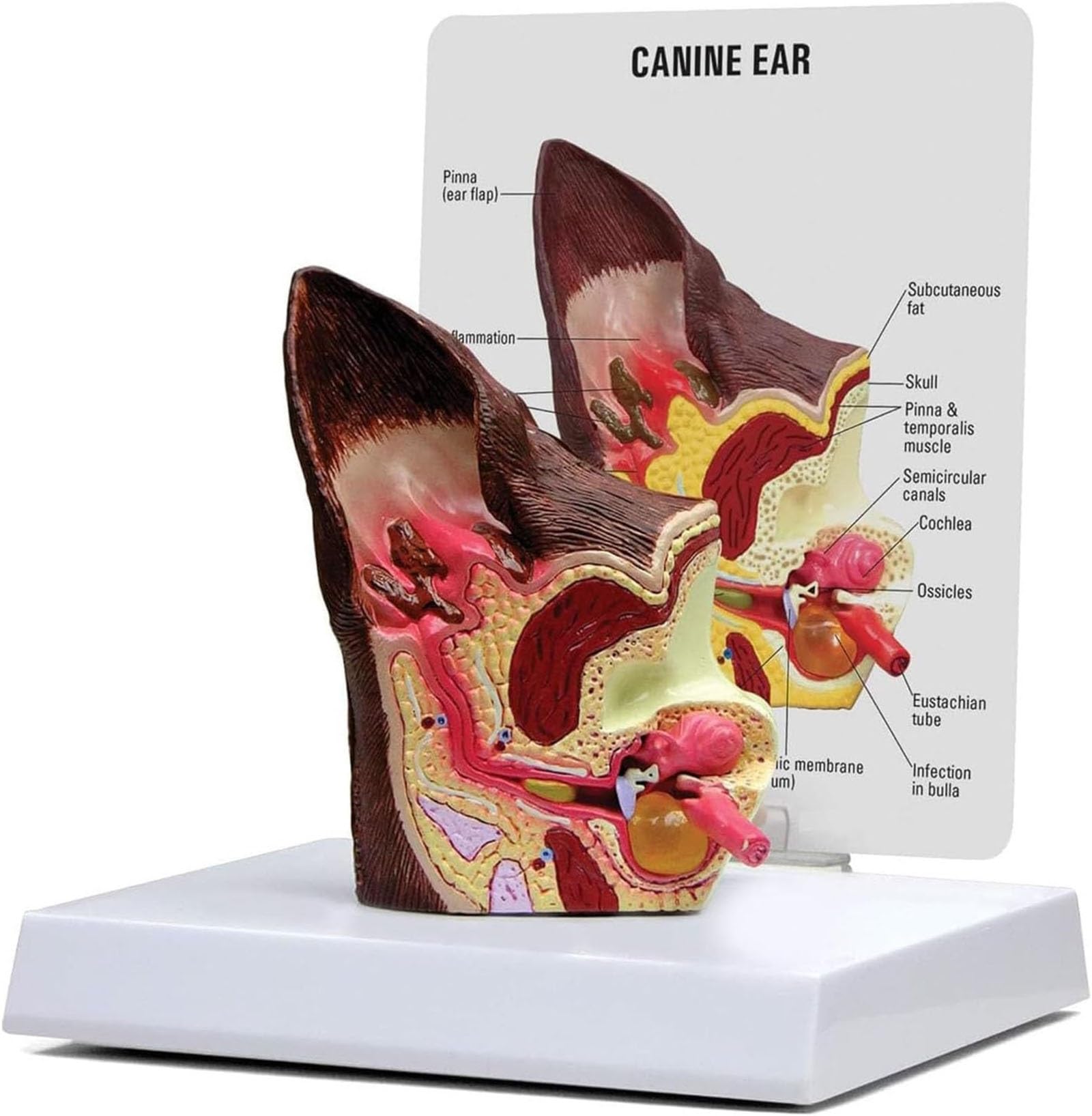 Modelo de oreja canina, modelo anatómico de oreja de perro, lesión en la oreja de perro, modelo anatómico animal for anatomía y fisiología canina, material de exhibición didáctica, equipo veterinario