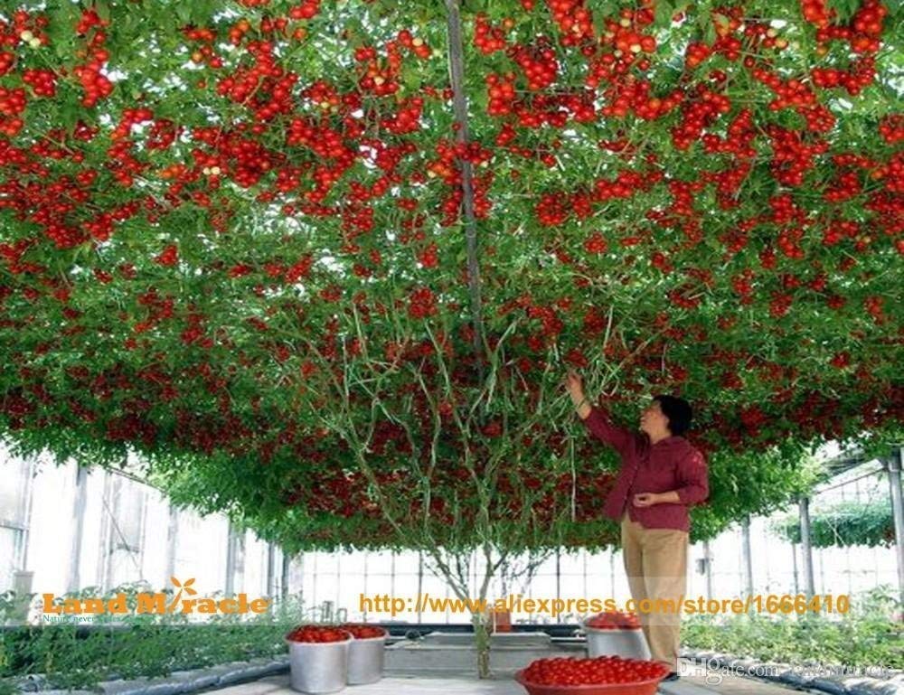 See full amazon price history chart for Creative Farmer Hybrid Indian Climbing Tomato 20 Seeds Pack Creative Farmer Hybrid Indian Climbing Tomato 20 Seeds Pack (B07N56W8MB) Amazon Price History, Amazon Price Tracker