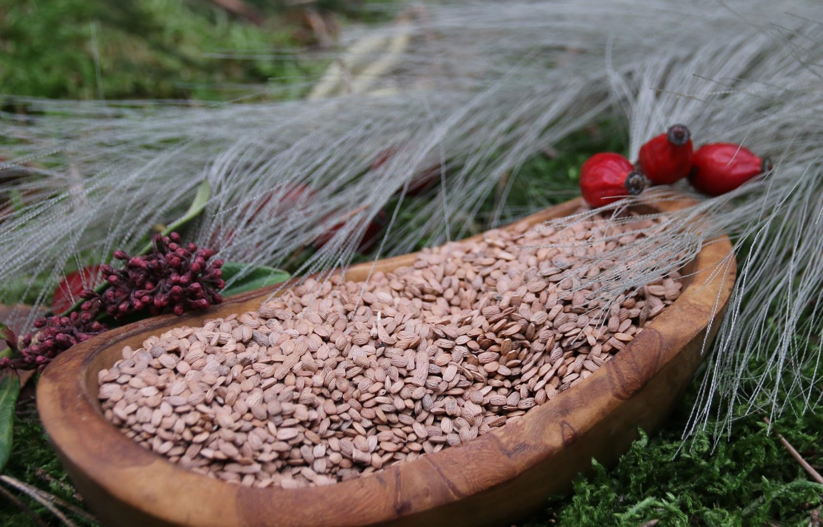 Anhaltiner Serradella 1 kg Saat einjhrig Grunddngung Zwischenfrucht fr  Haustiere geeignet : Amazon.de: Garten