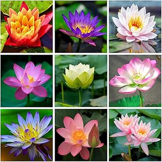 35+ Bonsai Lotus Flower Seeds for Home Planting Ornamental, Mixed Pink & Red Flower, Can Purify Water and Air, Aquatic Pla...