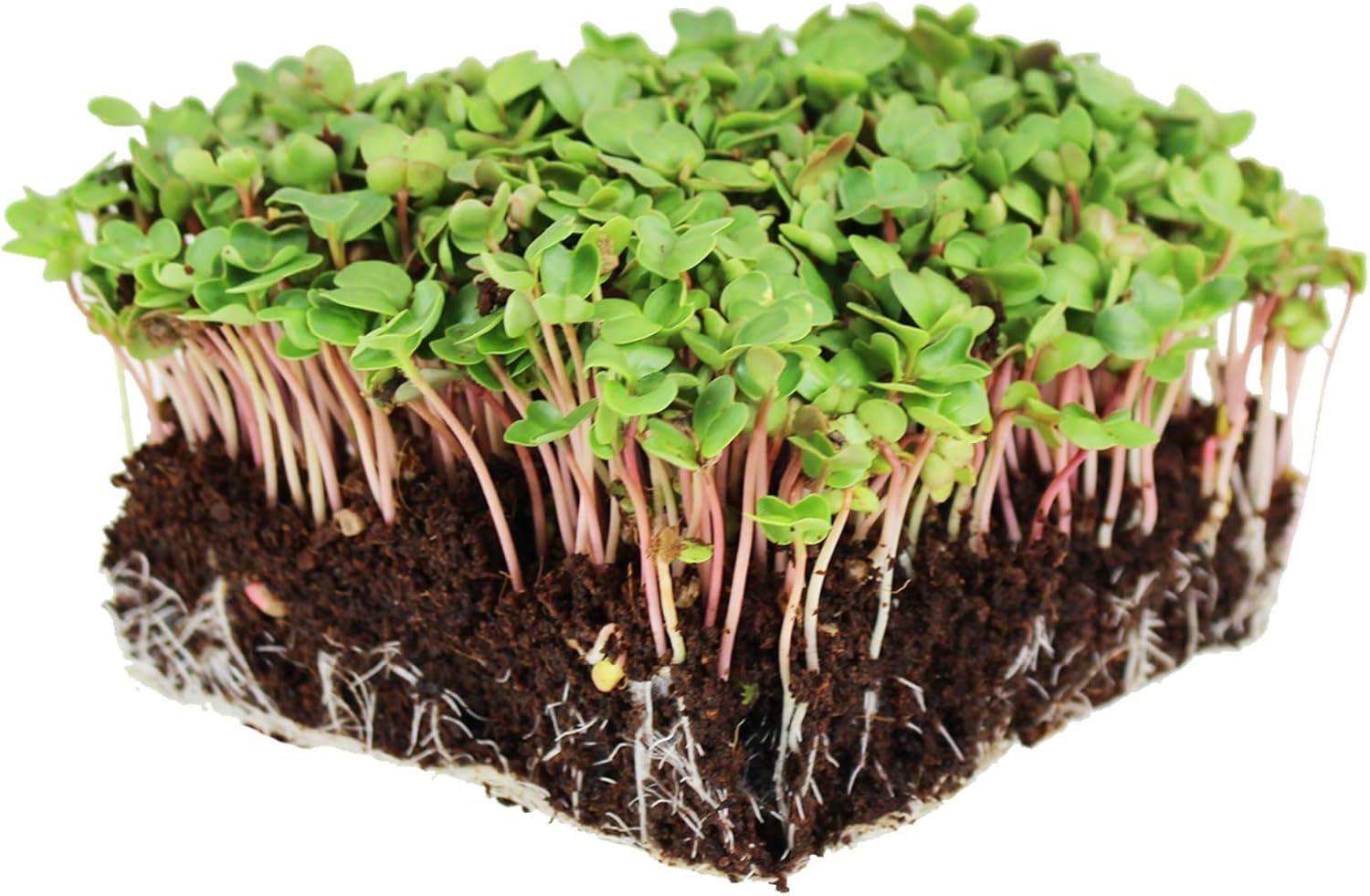 China Rose Radish Sprouting Seeds: 1 Lb - Organic, Non-GMO Radish Seeds for Microgreens, Vegetable Garden
