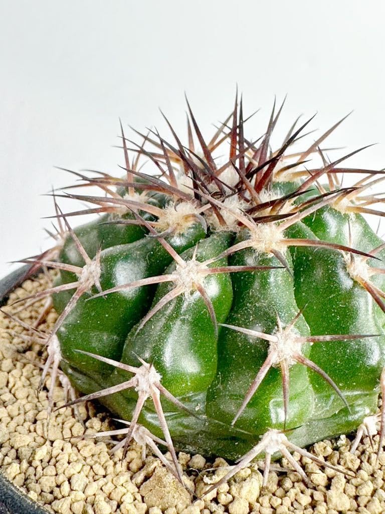 Amazon.co.jp: Discocactus gigantea ディスコカクタス ギガンティア