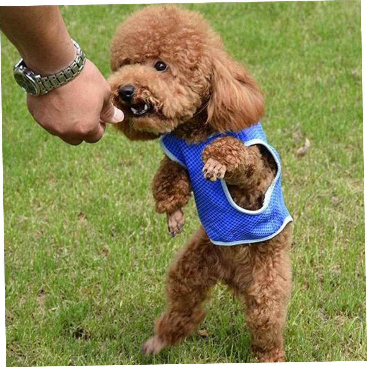 Housoutil 3pièces Gilet De Refroidissement pour Chiens Rafraîchissant Maille PVA s Bleu Confortable Et Ultra-léger