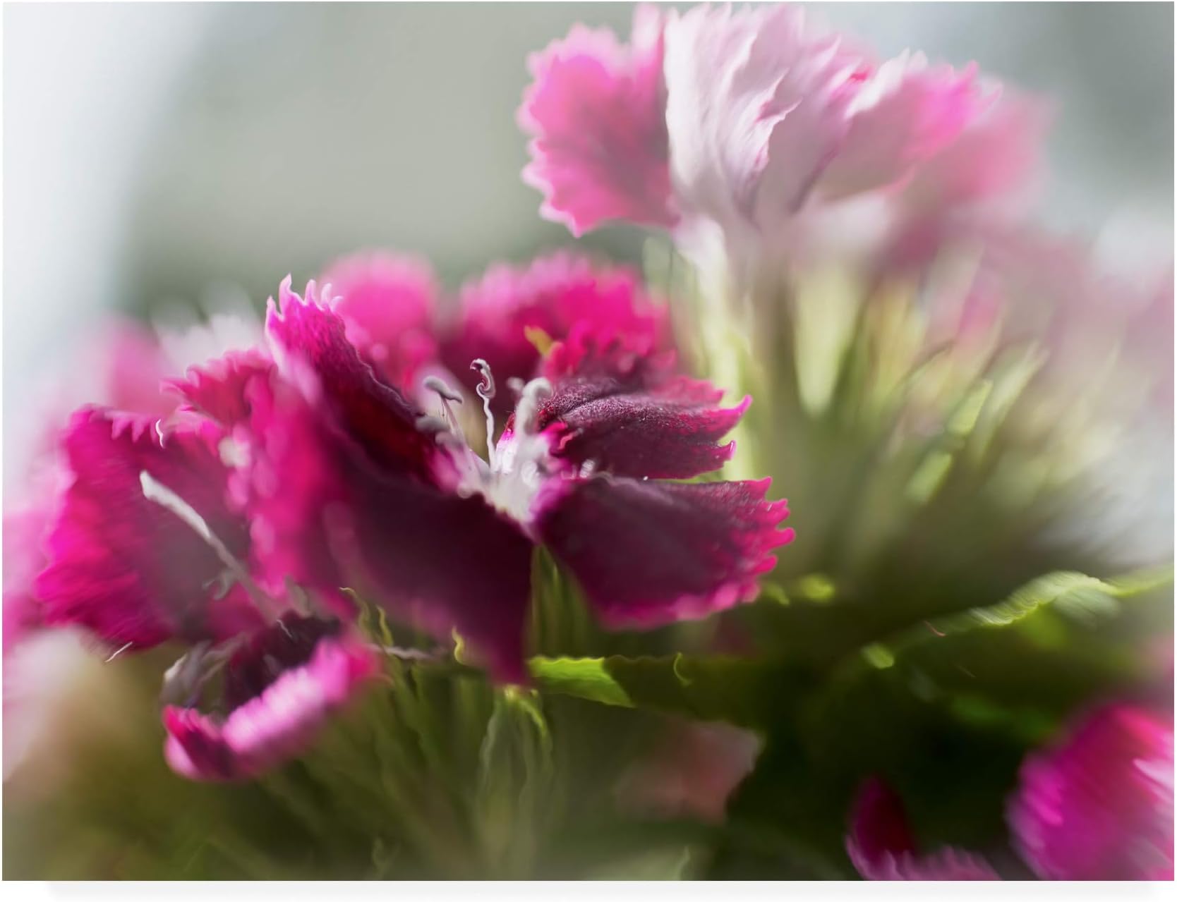 Trademark Fine Art Glorious in Red VII by Gillian Hunt, 24x32